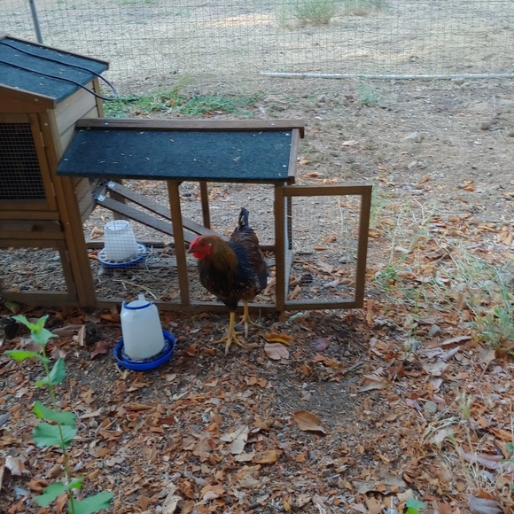 Meet your Posher, Susanna - Picture 5 of 7